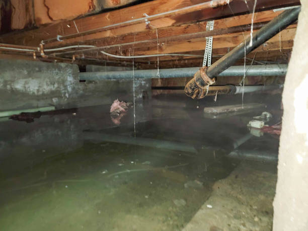 Best Flood damage cleanup  in Shenandoah Heights, PA